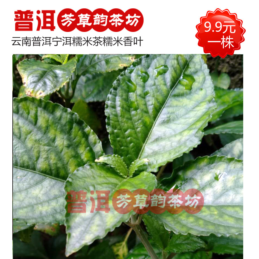 宁洱特产糯米茶糯米香叶茶树苗1株支持花呗淘金币普洱芳草韵茶坊