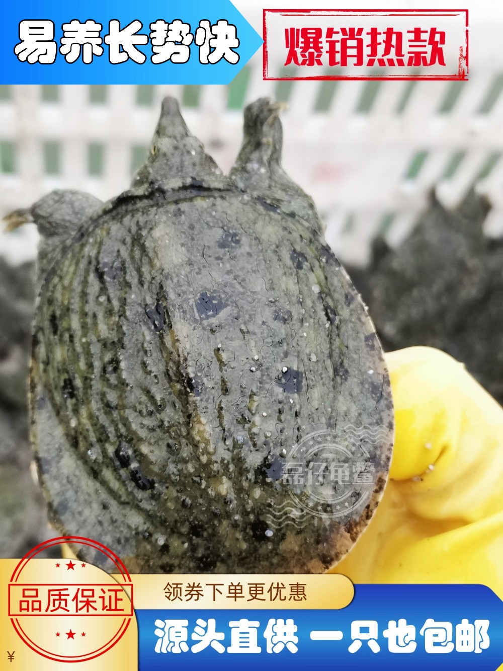 1-8两外塘冷水甲鱼苗活体中华鳖水鱼团鱼生态套养优选包活大规格