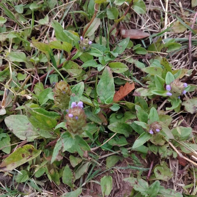 、云南夏枯草药材盆栽苗子夏枯球茶夏姑草夏菇草深山夏谷草整株