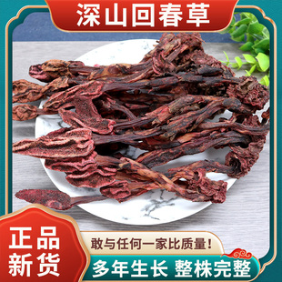 云南深山回春草500g顶天柱不老草回心草文王一支笔男性滋补泡茶酒