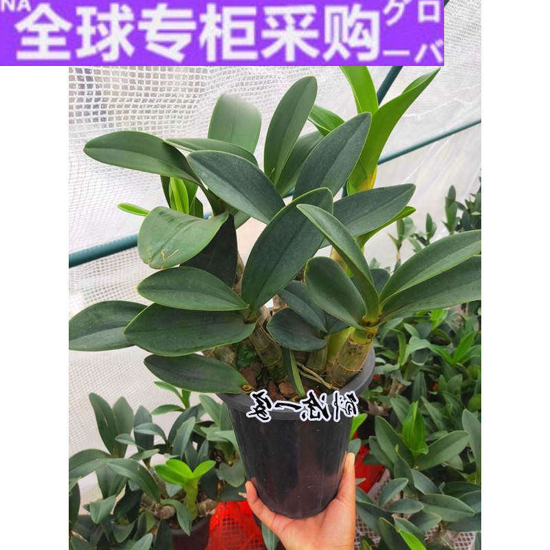 日本大明石斛名贵澳大利亚原种白花浓香型花期超长 盆栽斛涂一家