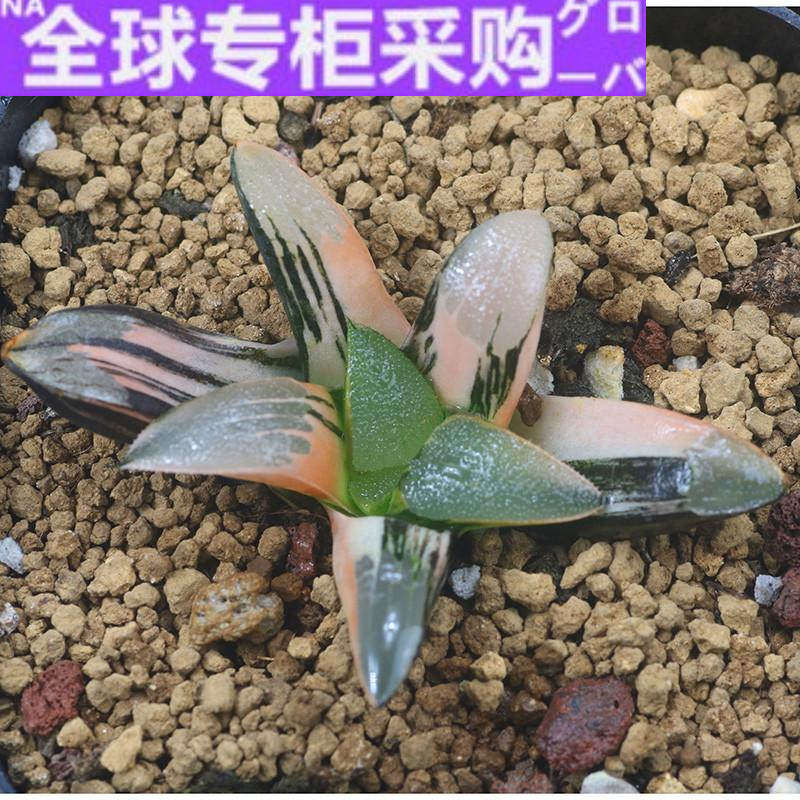 日本大型克锦 克里克特锦 一物一拍 稀有品种 多肉植物 养殖一年
