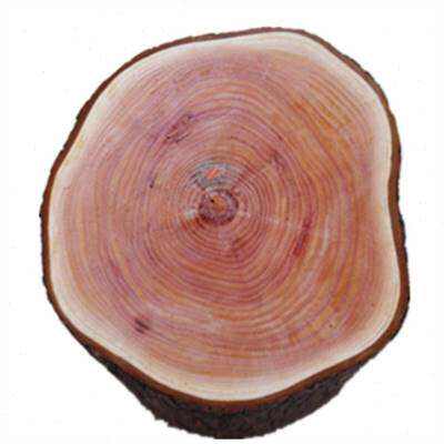 香椿木大板原木特价墩树子墩凳原木底座原木实木茶几木桩凳树桩z.