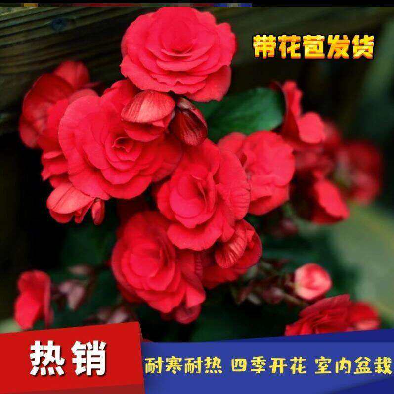 丽格海棠花重瓣重瓣盆栽玫瑰花苗室内花卉植物带花苞发货四季开花