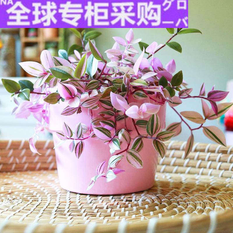 日本进口油画婚礼吊兰锦好养耐阴花卉盆栽简约北欧风格紫露草网红