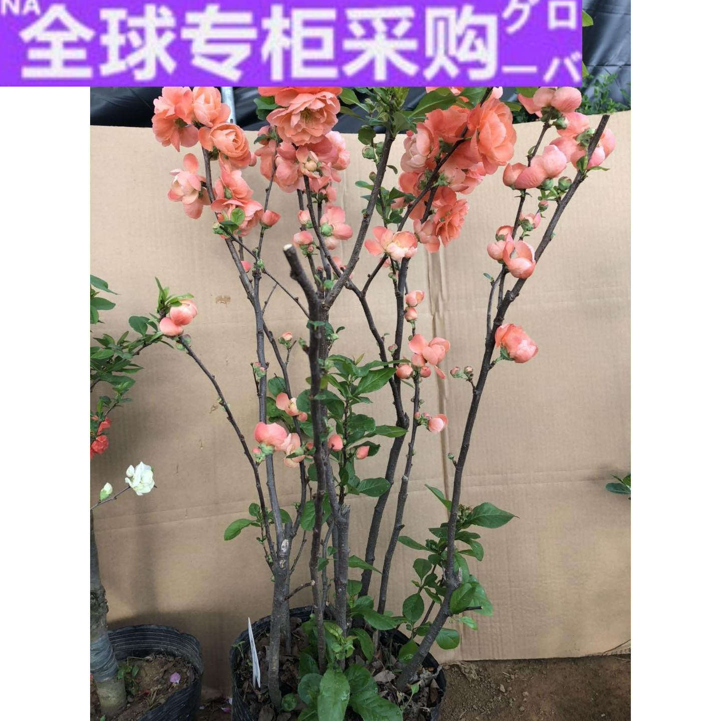 日本世界一海棠橙红色重瓣大花原生大丛林花苞满满盆栽地栽盆景