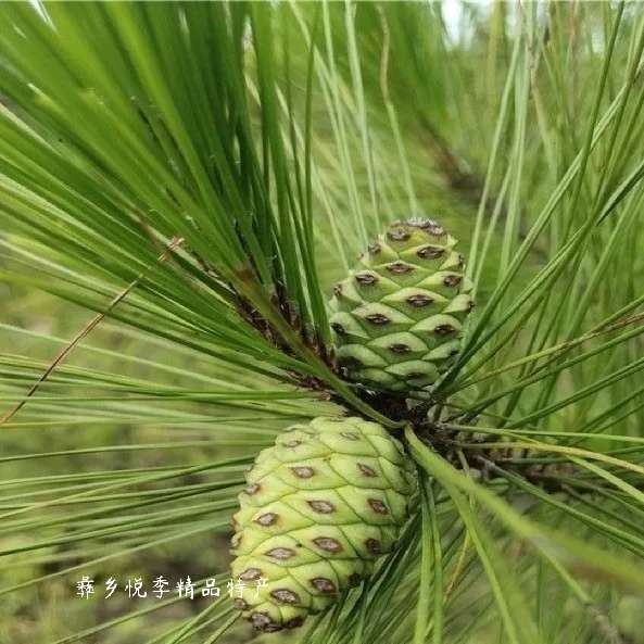 云南野生新鲜松针茶马尾松针松叶酵素无糖全松茶保健养生拉屎茶