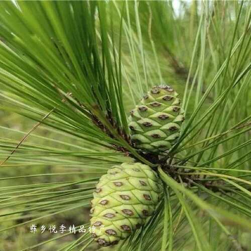 云南野生新鲜松针茶马尾松针松叶酵素无糖全松茶保健养生拉屎茶