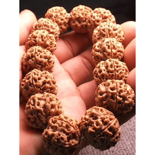 【爆肉粗筋】大金刚大尺寸五瓣印尼帝王花小金刚菩提子爆肉梅花桩