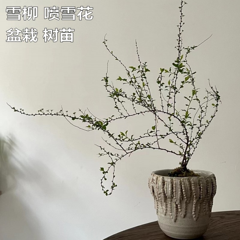 喷雪花盆栽雪柳树苗带根土养地栽