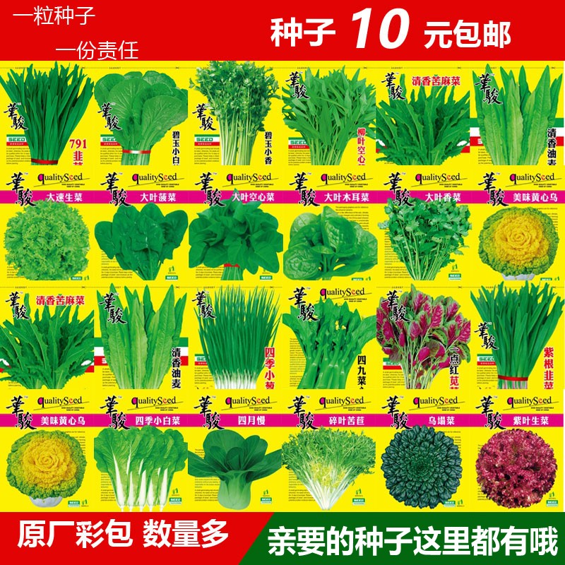 阳台盆栽秋冬季蔬菜种子