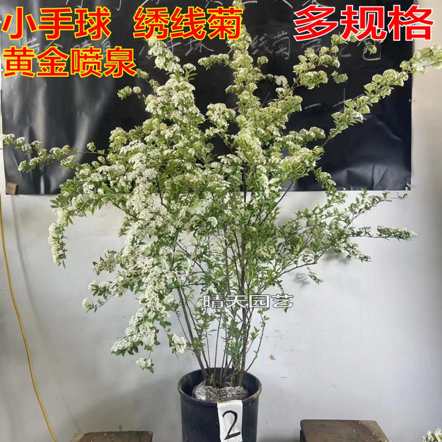 小手球棒棒糖绣线菊盆栽树苗图片