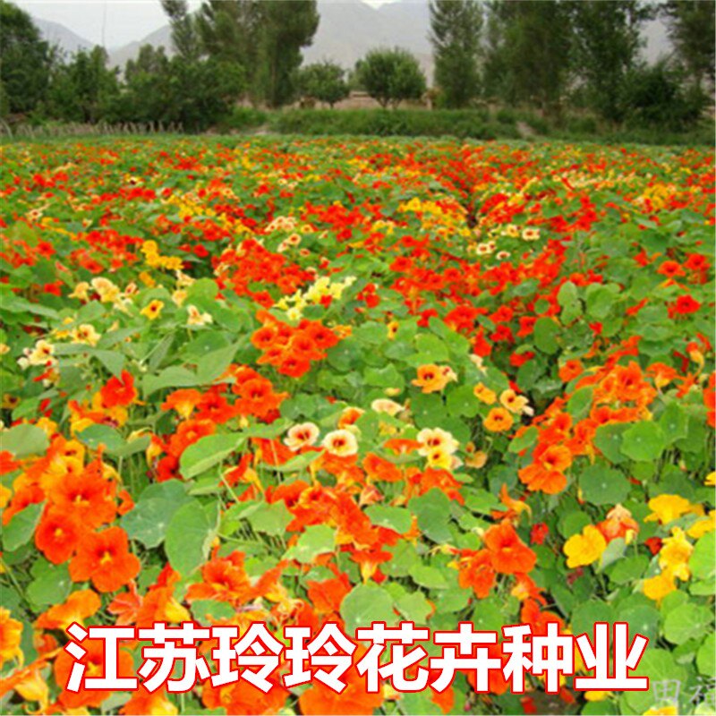 旱金莲种子 旱荷花种子 金莲花室内阳台盆栽花卉种子四季易种