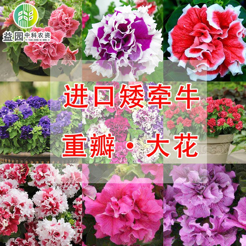 进口重瓣矮牵牛种子二重唱双瀑布泛美花籽室内四季盆栽室外庭院孑