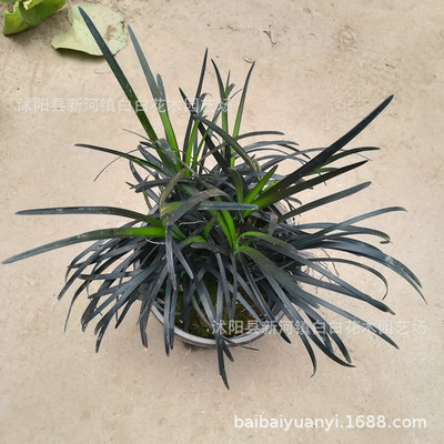 麦冬草黑麦冬黑色植物沿阶草观赏