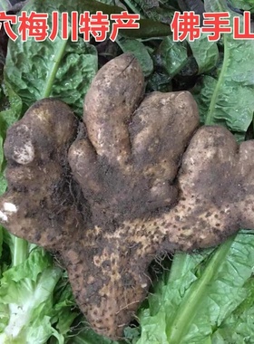 湖北广济武穴梅川蕲春本地土山药佛手山药粉糯佛掌山药非铁棍山药