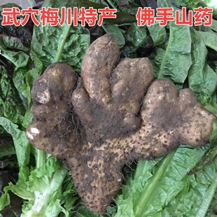 湖北广济武穴梅川蕲春本地土山药佛手山药粉糯佛掌山药非铁棍山药