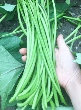 红薯梗地瓜梗番薯藤杆子