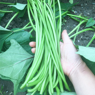 湖北农家自种新鲜红薯梗地瓜梗红苕梗茎番薯藤杆子老品种3斤包邮