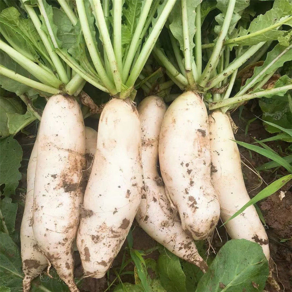 农家自种露天蔬菜新鲜大白萝卜嫩萝卜做泡菜鲜甜白萝卜5斤包邮,水产肉类/新鲜蔬果/熟食,萝卜/胡萝卜,淘宝优惠券,粉丝福利购,淘宝优惠卷