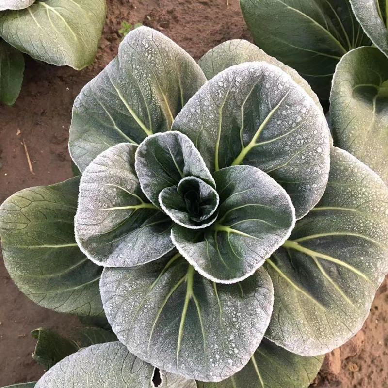 湖北农家霜冻苏州青上海青露天新鲜蔬菜黑菜青菜软糯甜3-5斤包邮