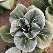 包邮 湖北农家霜冻苏州青上海青露天新鲜蔬菜黑菜青菜软糯甜3 5斤