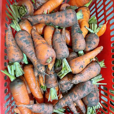 老奶奶自种本地胡萝卜香味浓