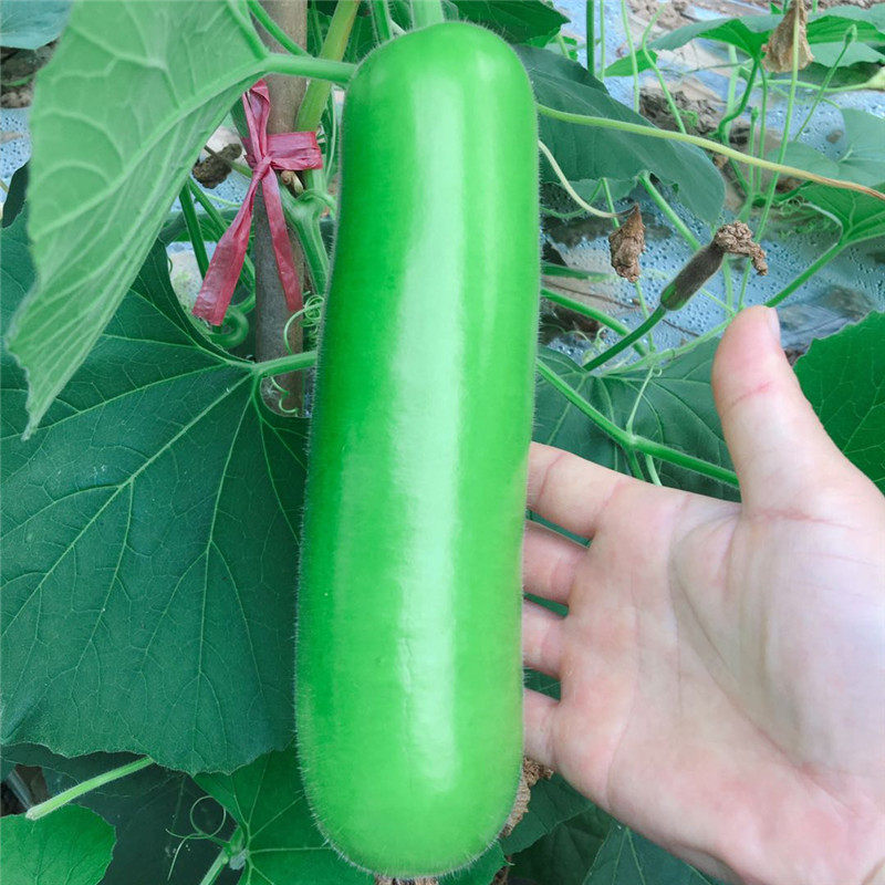 瓠子现摘蔬菜蒲瓜葫芦瓜