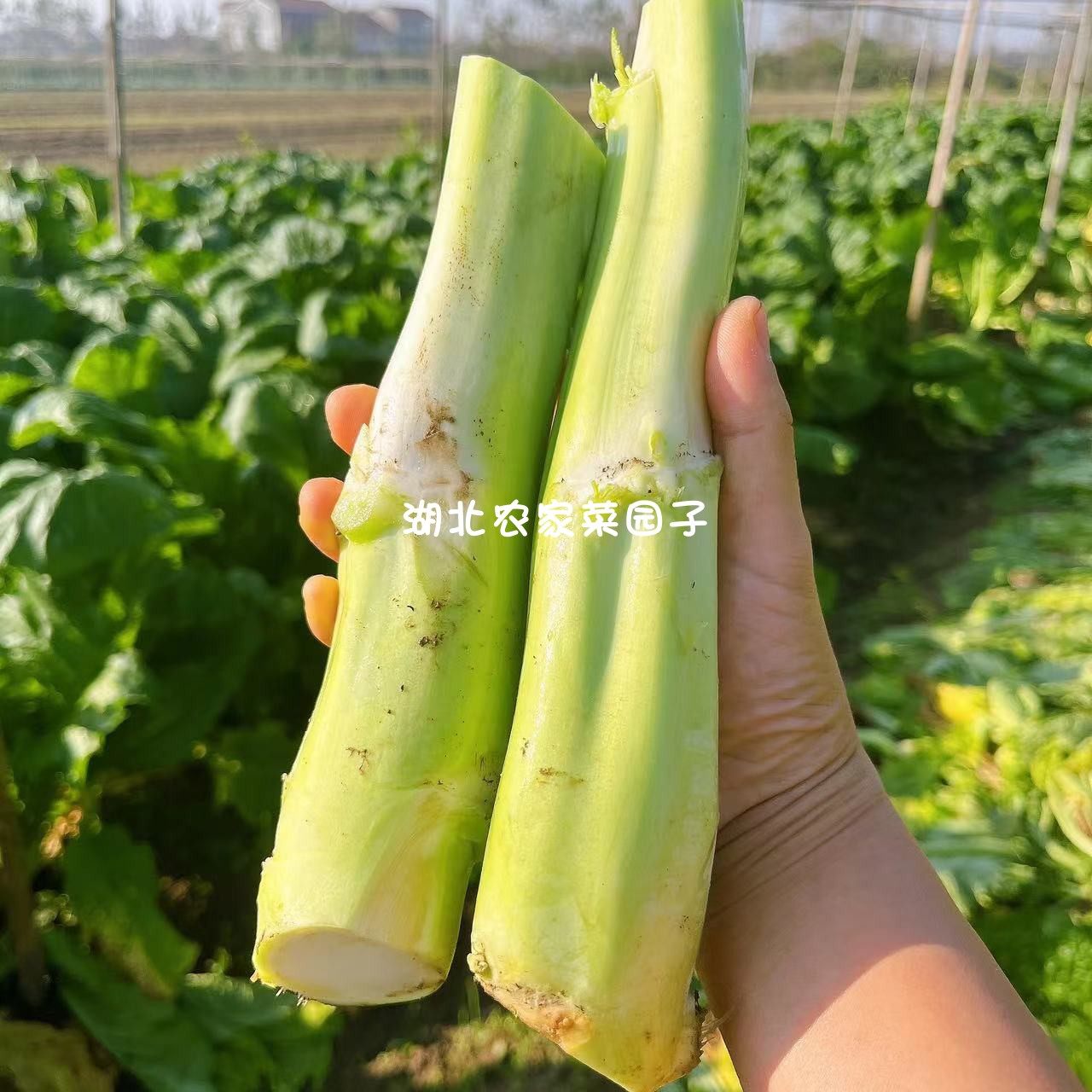 湖北农家自种新鲜棒棒菜青菜头菜心芥菜笋子老壳菜大头菜5斤包邮