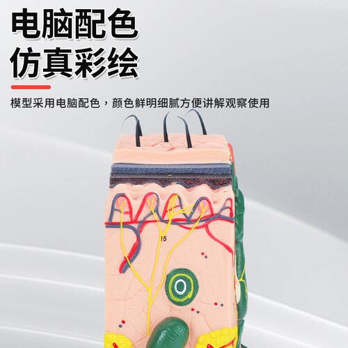 模具立体皮肤组织结构放大模型人体构造分层解剖美容整形毛发G-43
