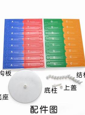 DNA双螺旋结构模型小学科学初高中生物教学实验器材分子结构模型
