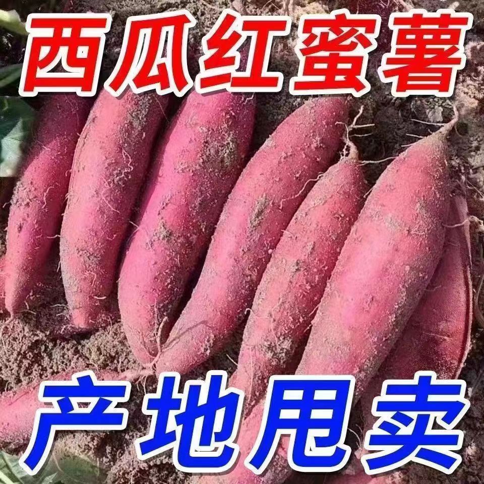 26年新鲜沙地瓜蜜薯红皮粉糯香甜
