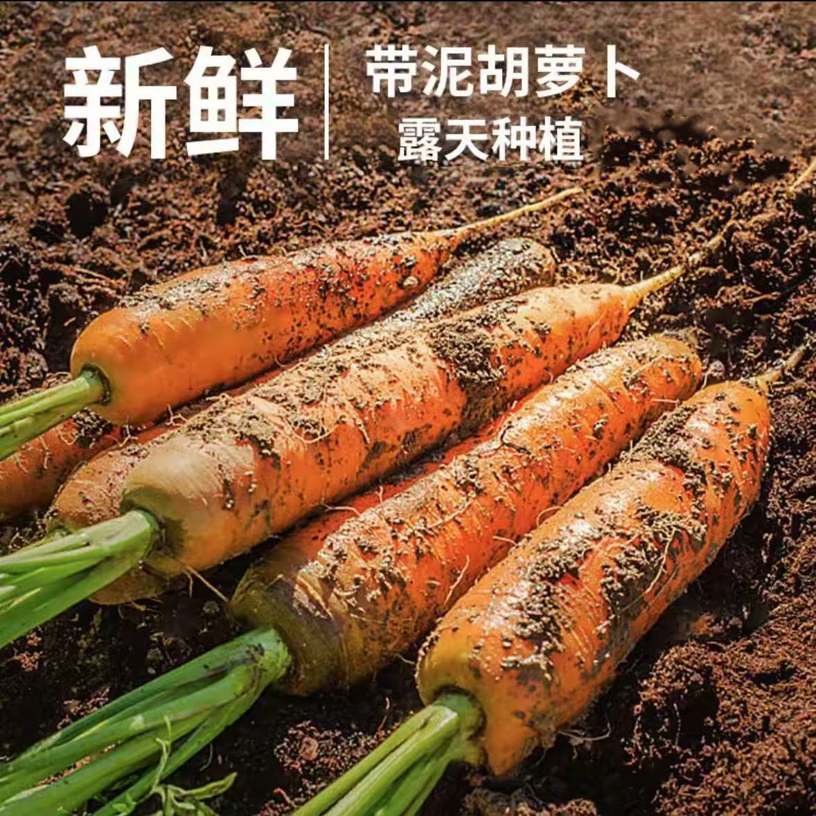 可口可生食应季新鲜蔬菜带泥萝卜