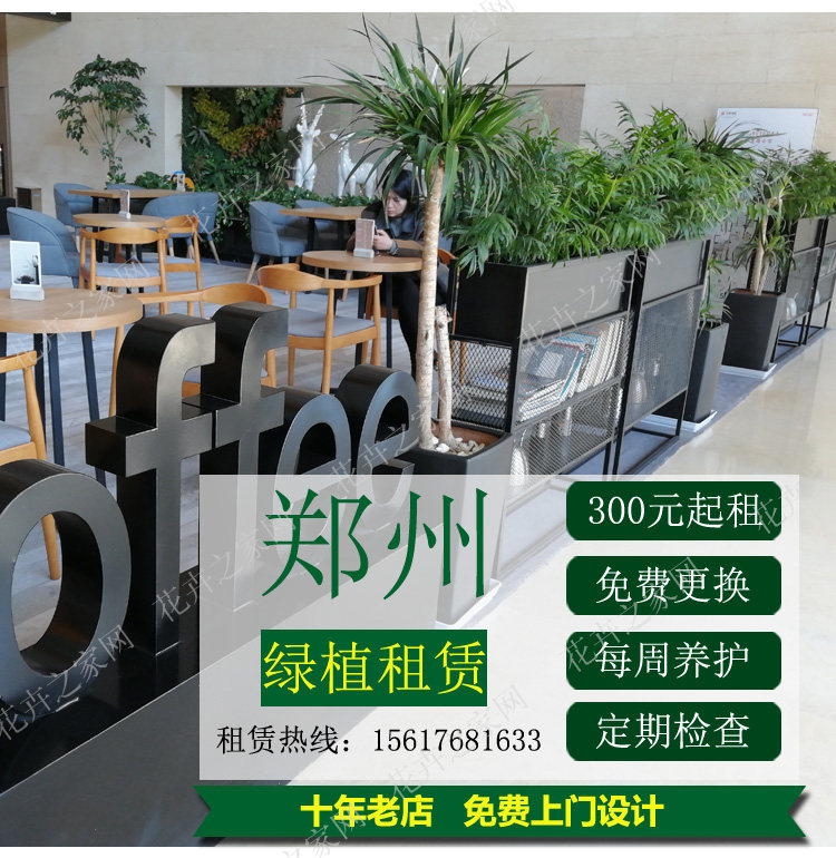 绿植发财树租赁写字楼宾馆绿萝