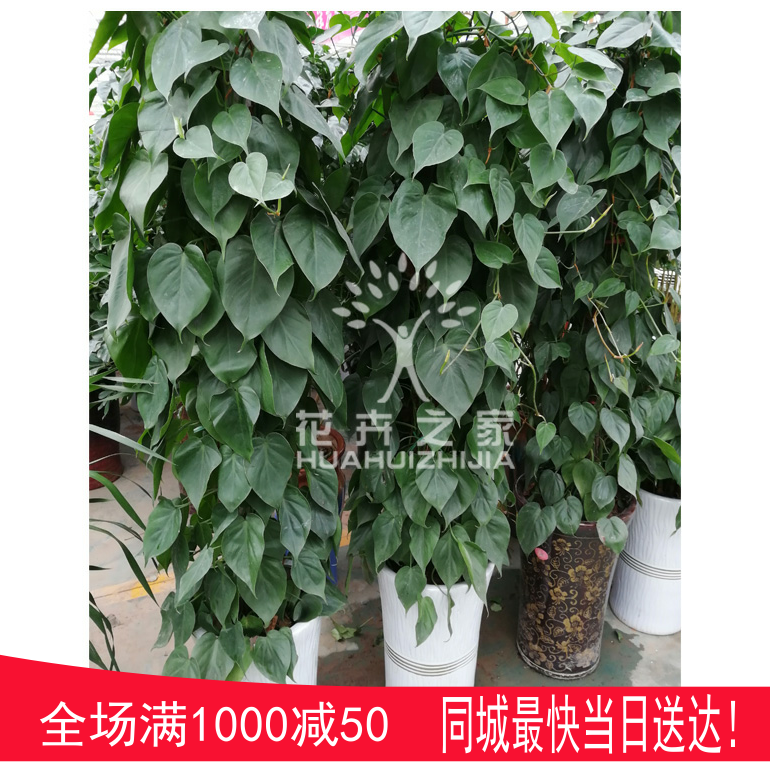 心连心绿植心叶藤盆栽办公室客厅公司小叶绿萝常绿植物