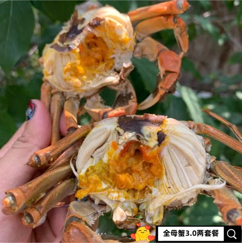 大闸蟹萧六十六郎高品质3.0母蟹