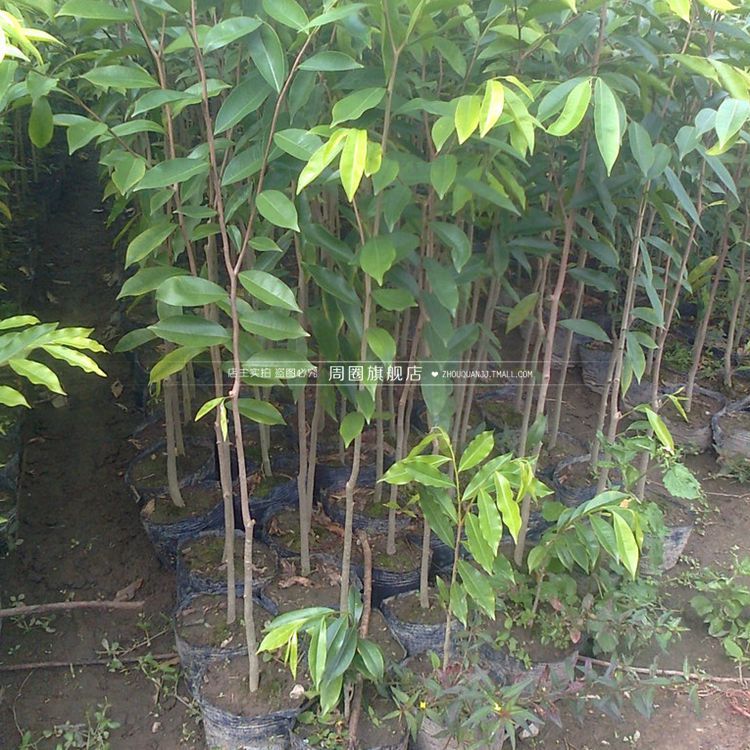 名贵植物 沉香树 沉香木苗 奇楠沉香苗白木香盆栽沉香 珍贵奇楠木|ruв категории доставка цветов/цветок моделирования/растения садоводства, цветок/растения в горшках (новый), растения - от Buy2taobao.com для оказания профессиональной услуги покупки агента Taobao