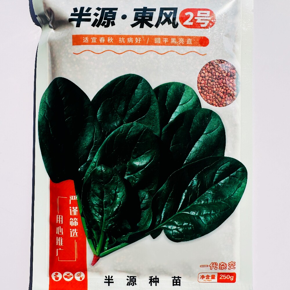 半源东风2号菠菜种子丹麦进口抗病早熟耐热耐寒黑绿圆叶菠菜种籽