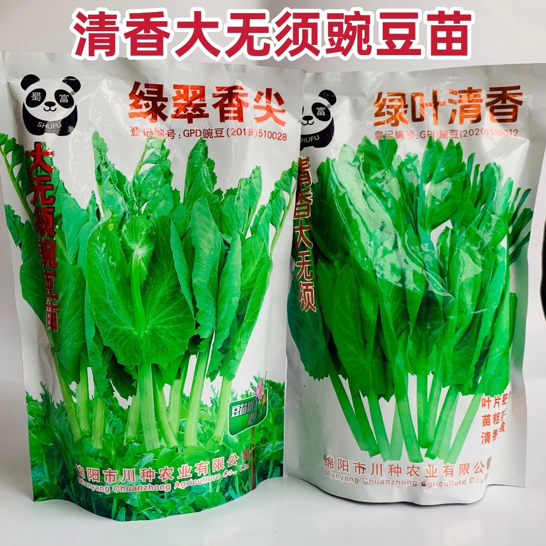 绿叶清香大无须豌豆苗种子美味芽苗菜豌豆尖种籽耐寒农家秋冬季播