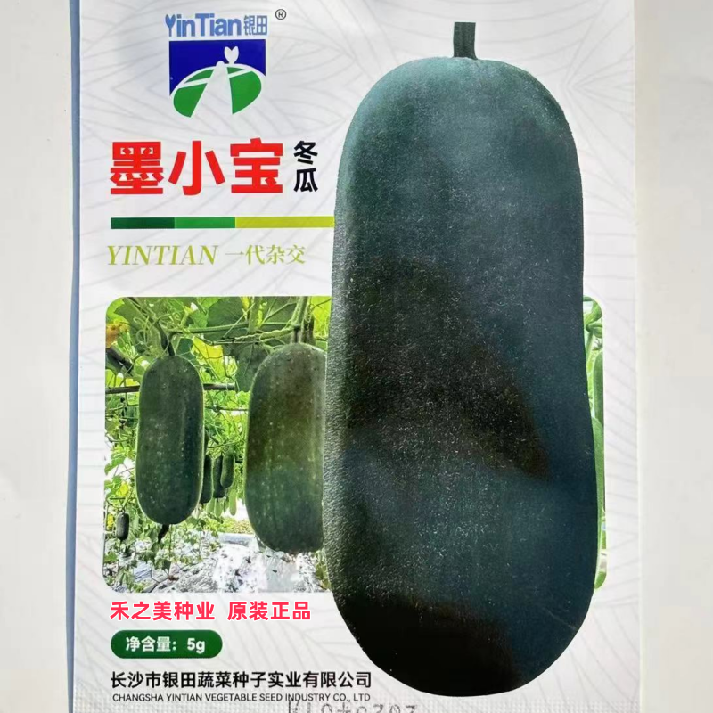 银田墨小宝小冬瓜种子杂交迷你冬瓜种子墨绿皮小型冬瓜籽蔬菜种籽