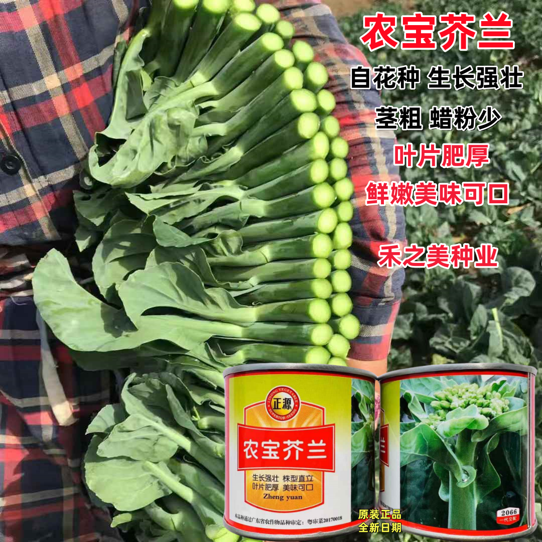广东白花芥兰菜种子正源高产利宝芥兰种子蜡粉少耐热好吃抗病蔬菜