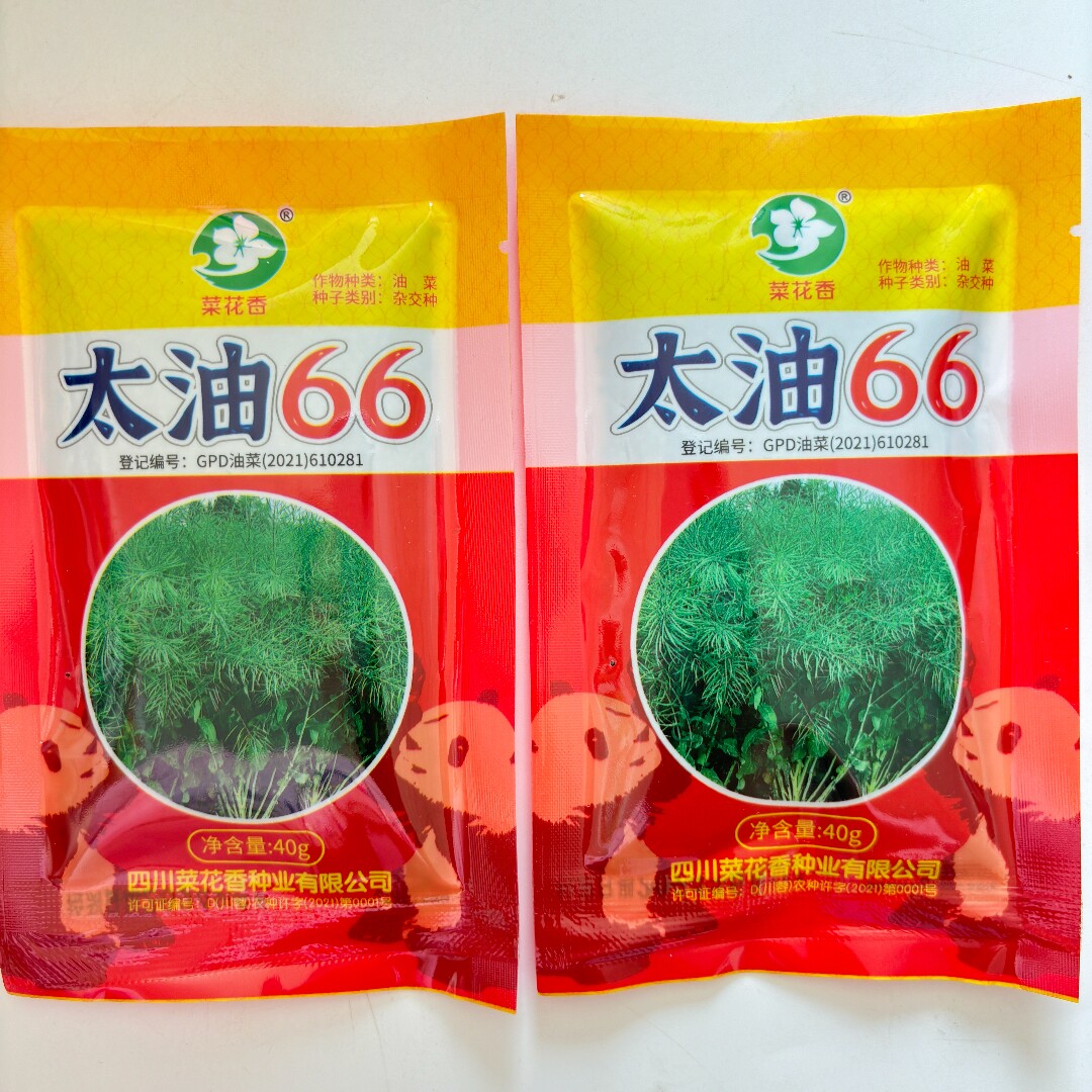 四川油菜种子太油66杂交油菜籽种籽黑油菜籽矮杆抗倒伏耐寒油菜籽