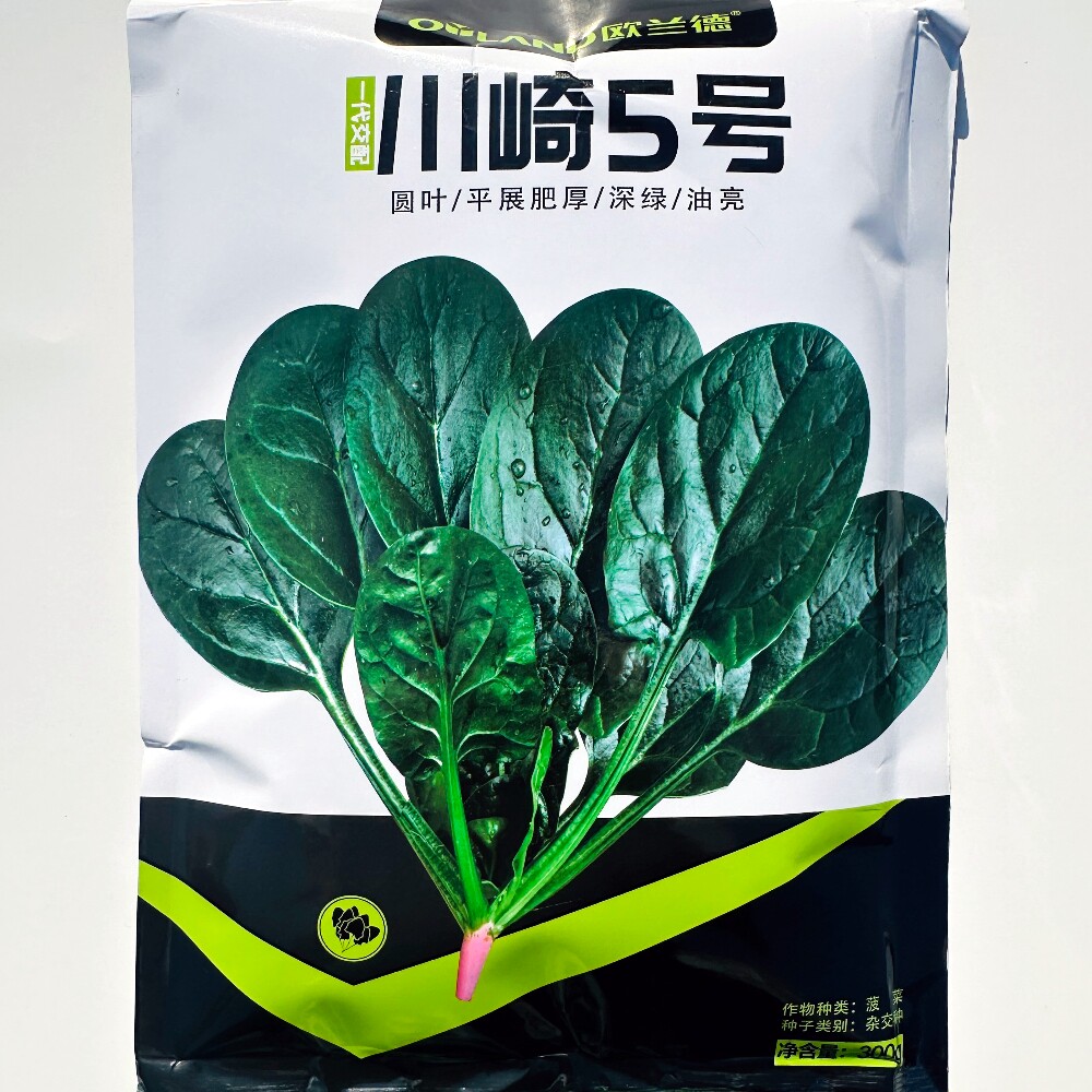 欧兰德川崎5号菠菜种子生长快叶色深绿油亮高产菠菜种籽春秋季播