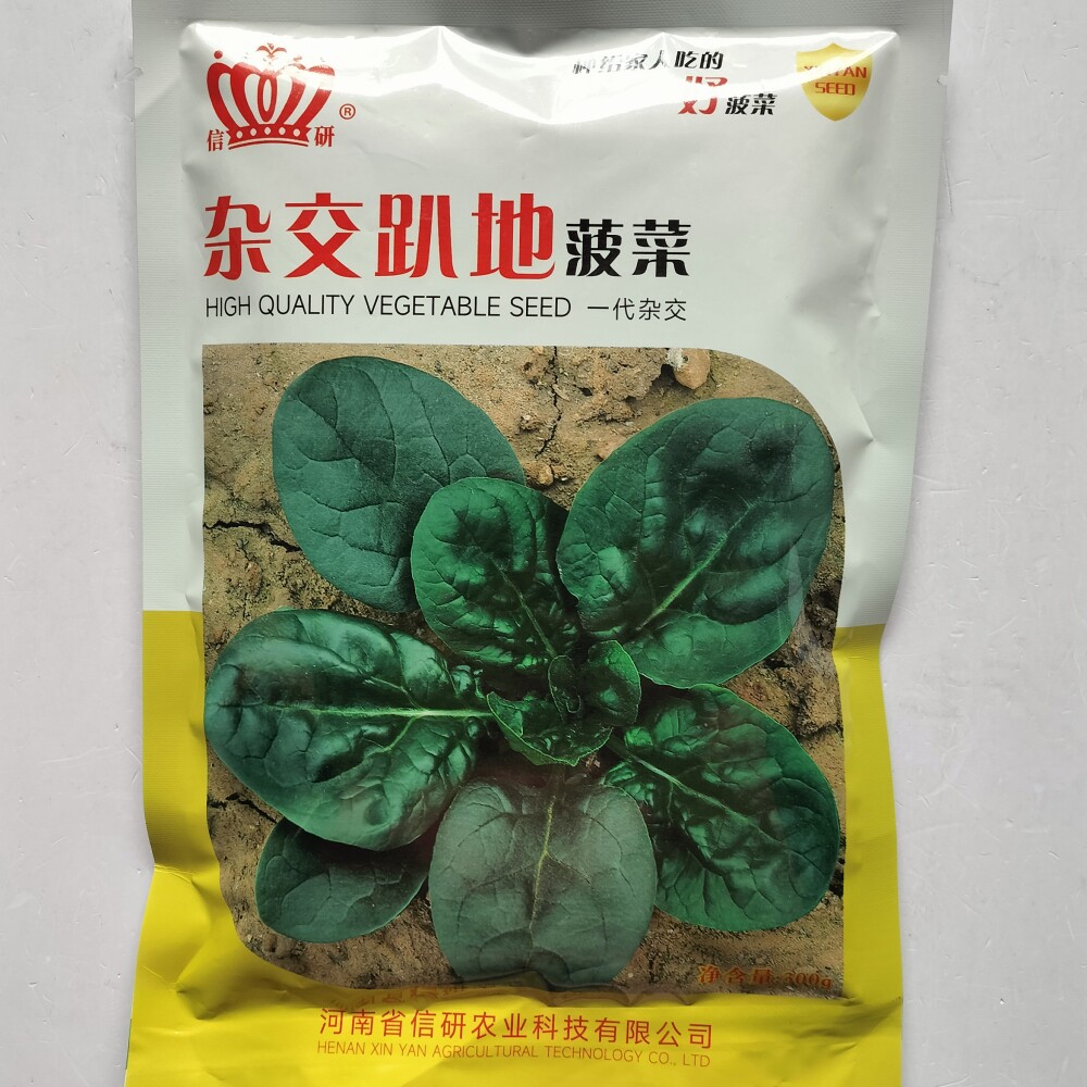 信研杂交趴地菠菜种子圆叶浓绿耐热耐寒大叶菠菜种籽农家秋冬季播