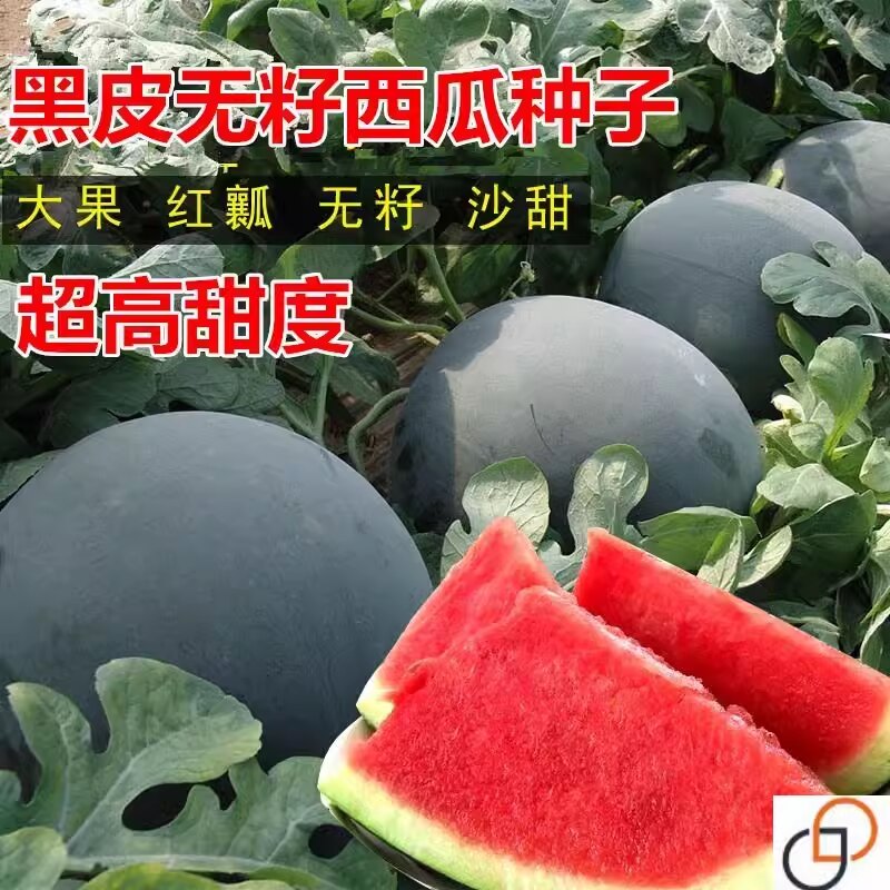 黑皮无籽西瓜种子超甜高产薄皮红心特大西瓜种籽蔬菜水果种孑四季