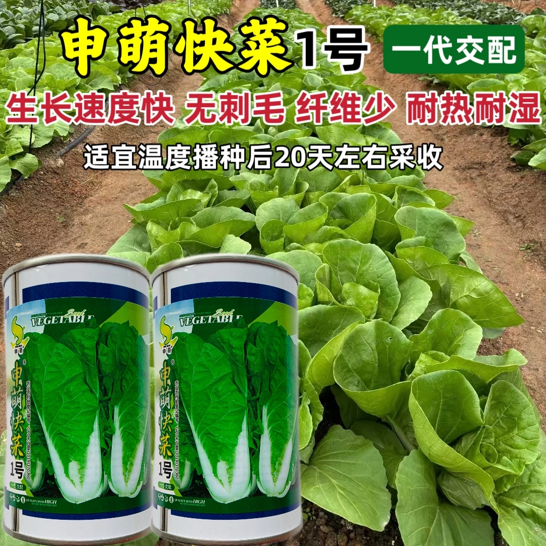 申萌1号快菜种子抗病耐热耐湿杂交无毛小白菜种籽农家春夏秋季播