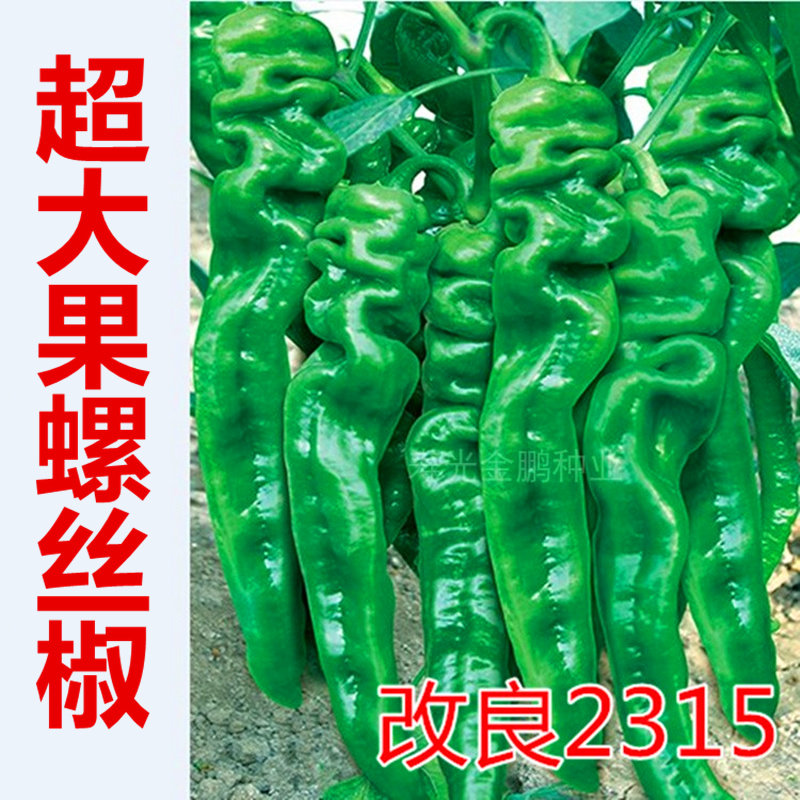 螺丝椒种子 长螺丝椒种籽 尖椒 香辣 大果 高产包邮 改良2315