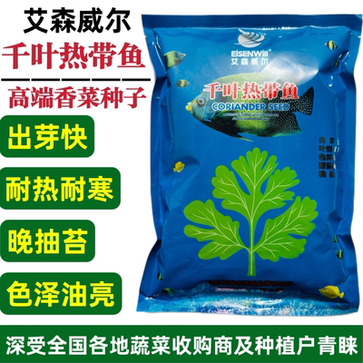 千叶热带鱼香菜种子出芽快芫荽种籽耐热耐寒四季大叶香菜种籽抗病