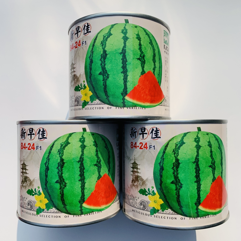 新早佳8424西瓜籽红壤早熟四季水果种子超甜西瓜大田高产种孑包邮