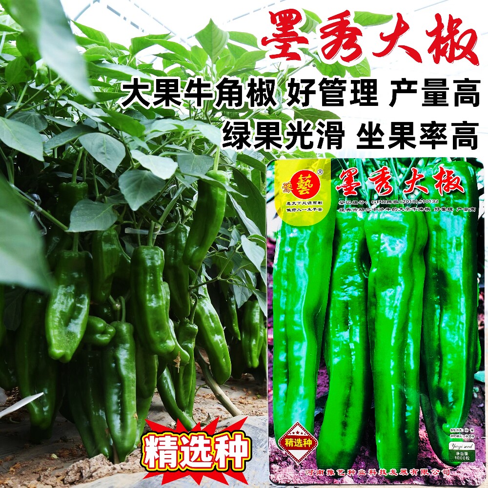 豫艺墨秀大椒种子抗病高产大果杂交牛角椒种籽农家春秋播蔬菜种孑